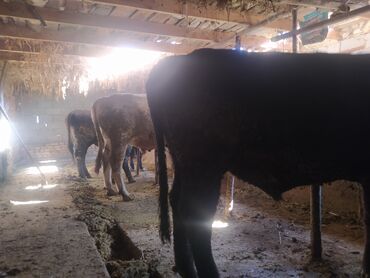 сколько стоит кролик домашний: Продаю | Бык (самец) | На откорм | Привязанные