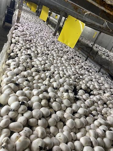 Грибы: Производство Fresh Button Farm Приглашает на работу сборщиков урожая ! — 2