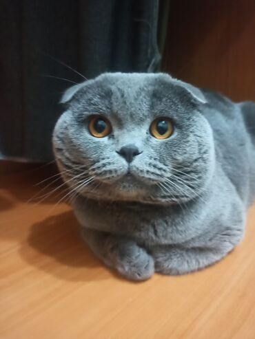 Вязка кошек: Вязка: Скотиш Фолд (Шотландская вислоухая), Мальчик, 3 года — 8