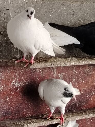 Göyərçinlər: Məhsul: Qüvərcinlər (dekorativ və uçuş növləri) Təsvir: - Rənglər — 7