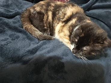 Pişiklər: Şotland — 4