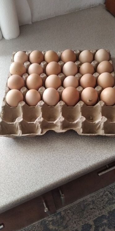 инкубационные яйца купить: Продаю | Инкубационные яйца | На забой, Для разведения