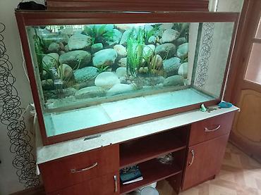 akvarıum: Dördbucaq akvarium, Boş, 220 l — 2