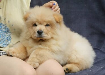 Собаки: Шикарная девочка породы Чау Чау. Отличное происхождение. Полный пакет