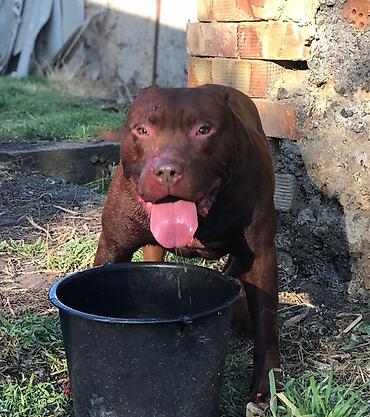 Вязка собак: Вязка: Американский булли, Самец, 1 год, С прививкой, С родословной — 2