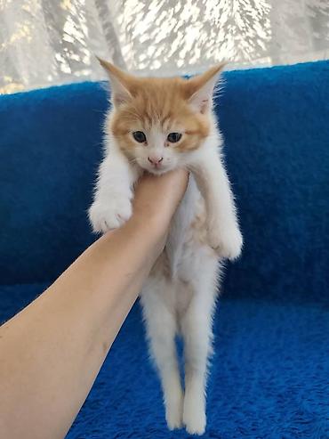 слив воронежской пантеры: Котята, помет из нескольких малышей разной окраски: - рыжие и — 2
