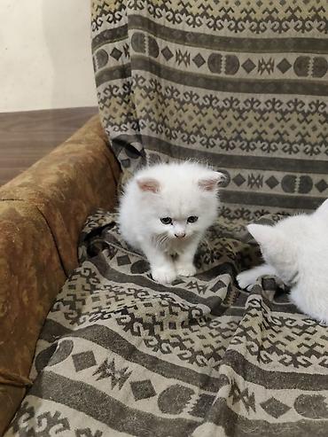 игрушки для животных: Отдаю котят в хорошие,ответственные руки.Котятам 2 месяца, к лотку — 10