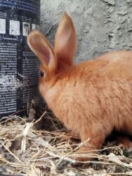 karlık dovsan: Temiz Burgun balalar. var satiwda diwi ve erkey 1 erkey 2 diwi lalafo.az -da karlık dovsan: Temiz Burgun balalar. var satiwda diwi ve erkey 1 erkey 2 diwi