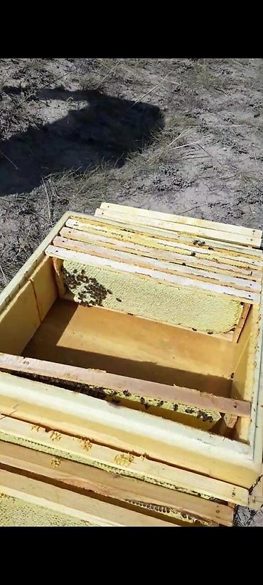 Другие животные: ППУ УЛЬИ для пчел.(из пенополиуретана специально для ульев). Ящики — 9