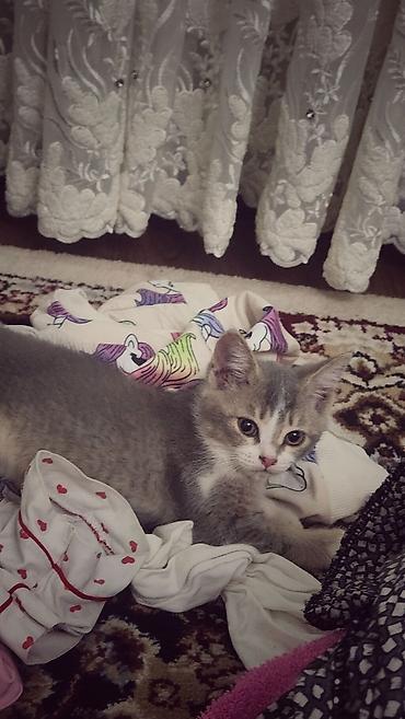 сибирские кошки: Котёнок, окраска серо-белая (биколор с белой грудкой и лапками) — 4