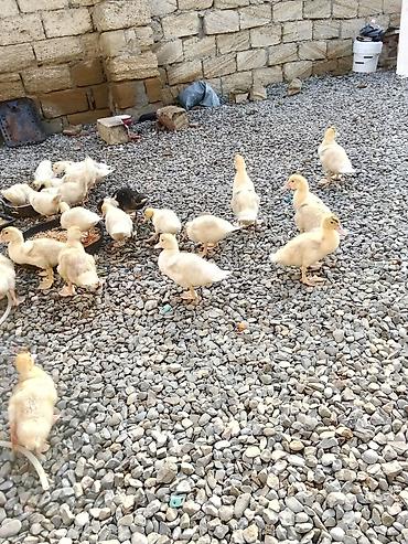 мальтипу в баку: Ağ lal ördəklər sağlamdırlar 2 aylıq 23 dənədir real alıcılar narahat — 6