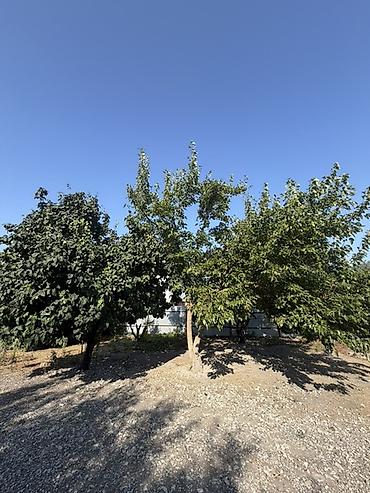 Torpaq sahələrinin satışı: 25 sot, Tikinti, Mülkiyyətçi, Kupça (Çıxarış) — 9
