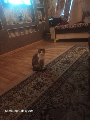 в хорошие руки собаку: Xidmət: Ev pişiyi üçün müvəqqəti/pansion qayğı və gündəlik baxım