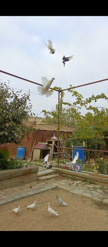 Göyərçinlər: Ağ rəngli ev göyərçinləri - Rəng: əsasən tam ağ, bəzilərində qara ağ — 6