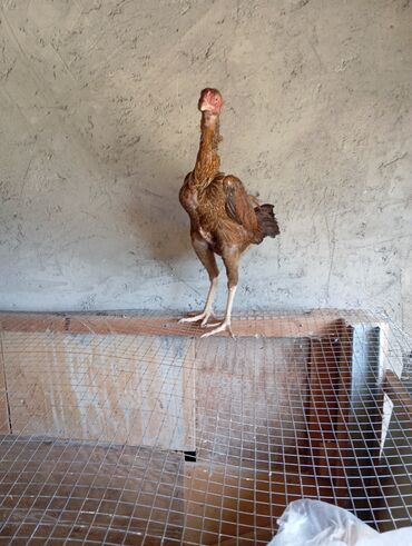 Xoruzlar: Xoruz, Heyratı, il: 1, Ödənişli çatdırılma — 11