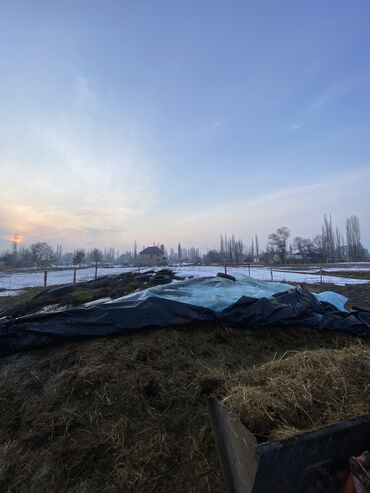 продам яблоко: Зелень и микрозелень, Оптом, Платная доставка