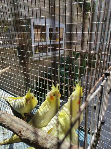 Tutuquşları: Korella 40-70 azn əl quslari bala hazir quslar tutuqusu quslar papuqay — 14