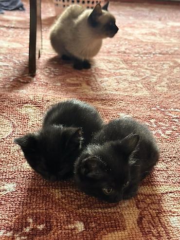 Отдам даром кошку: Кошка даром: Сиамская, 3 года, Девочка — 2