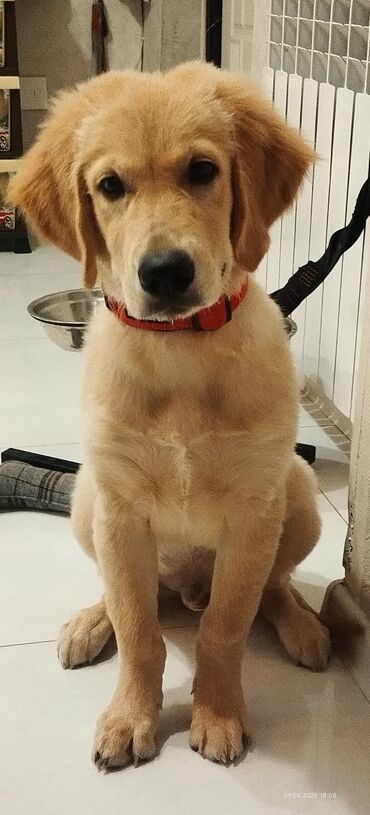 Gəmiricilər: Retriever, 5 ay, Erkek, Peyvəndli, Pulsuz çatdırılma