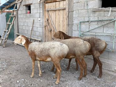 голуби на продажу: Сатам | Ургаачы кой (ургаачы) | Арашан | Көбөйтүү үчүн | Ургаачы, Токту