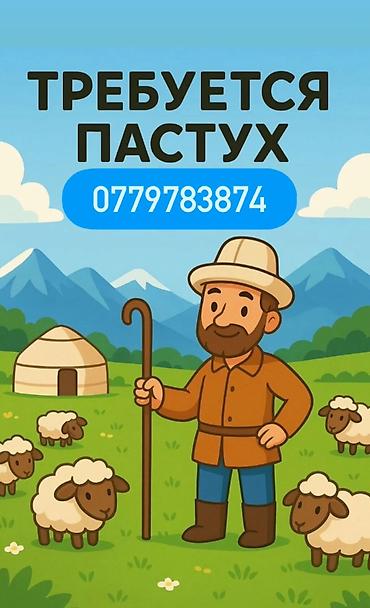 бишкек гостиница: Требуется Пастух, Оплата: Ежемесячно — 1