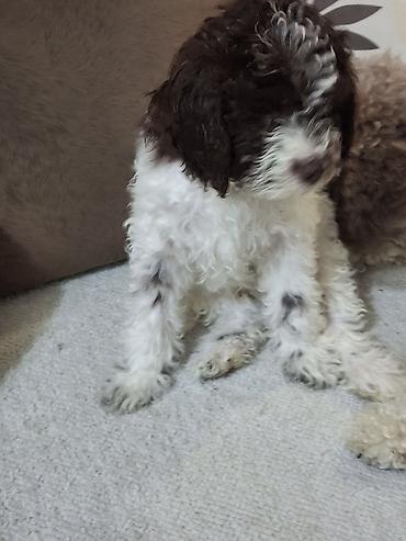 Psi: Rasni štenci – rase Lagotto Romagnolo (belo–braon) oznaka, mekanog — 8