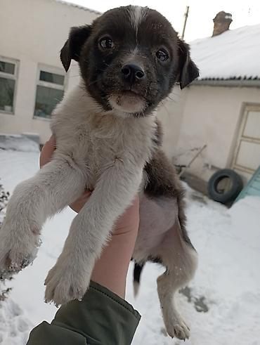 Отдам даром собаку: Щеночки звоночки, 2 месяца .вырастут небольшого роста . бесплатно — 3