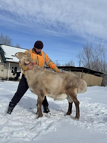 Баран, овца: Продаю | Баран (самец) | Арашан | Для разведения | Осеменитель — 6