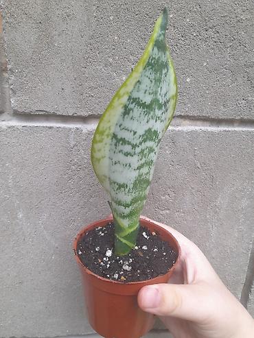 сансевиерия зеленая: Сансевиерия (Sansevieria trifasciata), компактный детка в пластиковом — 3