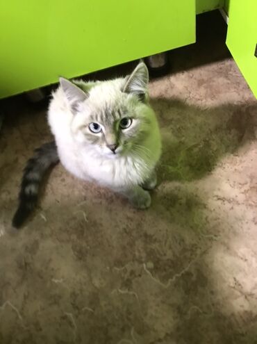 скоттиш страйт шотландская прямоухая кошка: 6 айлык, Эркек