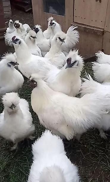 Птицы: Продам карликовых кур бемтамок, Китайский шелк: петушки и курочки — 14