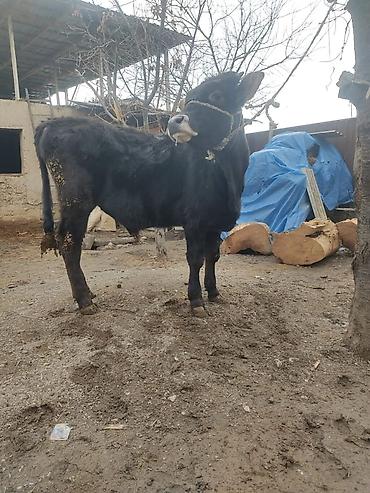 Коровы, быки: Продаю | Бык (самец) | На откорм | Привязанные — 2