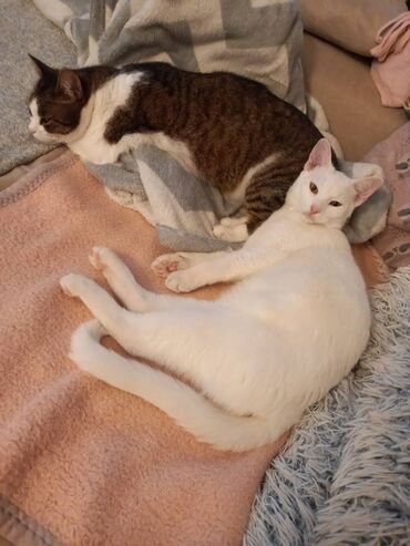 Mačke: Predivan beli mlad mackic trazi dom Udomljava se beli mackic, star 7-8