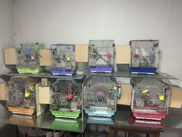 i̇ran qefesi: 🆘TƏCİLİ SATILIR🆘 Hazır yumurta qoyan cütlərdir.Qəfəs su qabı yem lalafo.az -da i̇ran qefesi: 🆘TƏCİLİ SATILIR🆘 Hazır yumurta qoyan cütlərdir.Qəfəs su qabı yem