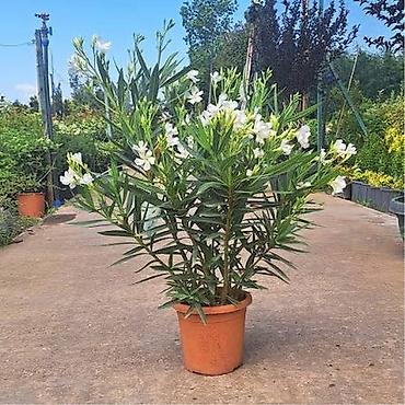 suni agac: Oleandr dekorativ həmişəyaşıl kollar. Oleandr (Nerium oleander) – — 3