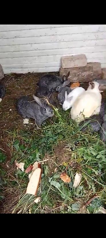 balaca dovşan: Məhsul: Ev dovşanları (bir neçə fərqli rəng və ölçüdə) Təsvir: - — 1