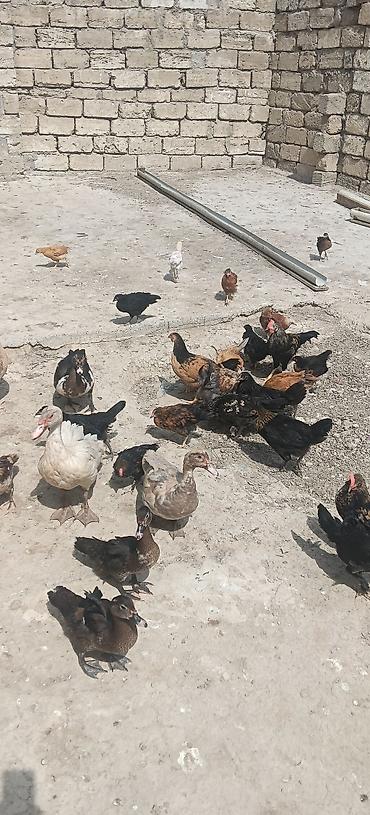 ördek fiyatları: Erkək, | Lal ördək, Ətlik — 2