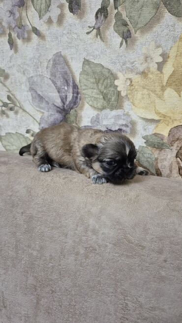 İtlər: İt balası – kiçik ölçülü, qısaburun tipli (Pekines/Şih-cu xatırladan) -da lalafo.az — 9 İtlər: İt balası – kiçik ölçülü, qısaburun tipli (Pekines/Şih-cu xatırladan) — 9