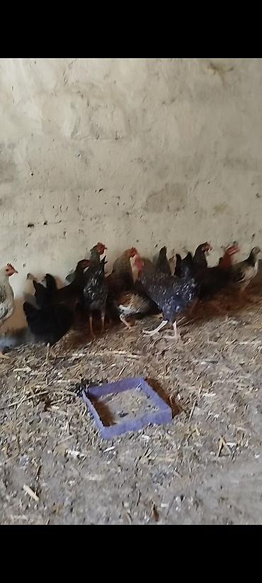 Xoruzlar: 5 ayının içində təbii kənddə həyətdə göylükdə yetirşdirilmiş kənd — 6