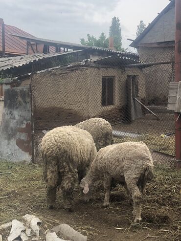 Бараны, овцы: Продаю | Овца (самка), Баран (самец) | Меринос | Для разведения, Для шерсти | Осеменитель