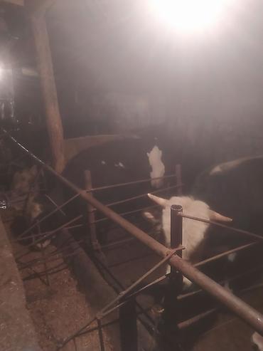 Inəklər, öküzlər: Inəklər, öküzlər — 9