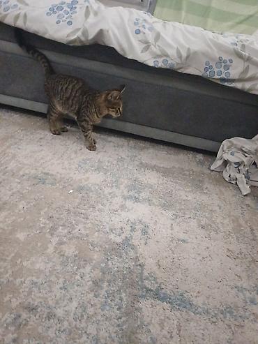 Отдам даром кошку: Кошка даром: Беспородная, 7 месяцев, Мальчик, Проглистована — 2