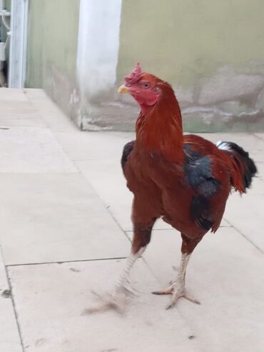 Xoruzlar: Salam qiymət 40 manatdan basdyir 70 4 dənə xoruz 11 ayliqdi biri 1 — 4