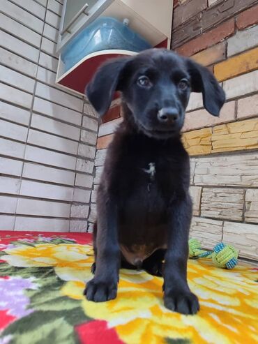 Продажа собак: Мальчик ищет дом. Привезём сами. Дважды привит — 6