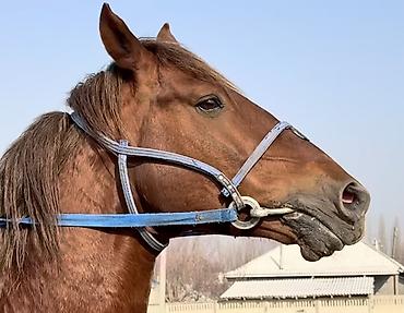 Лошади, кони: Продаю | Конь (самец) | Рабочий — 9