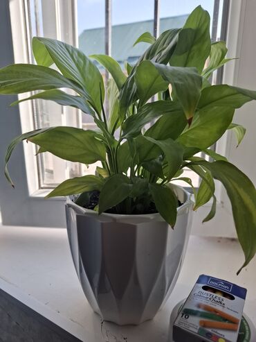 Аялдык бакыт (Спатифиллюм): Спатифиллум (Spathiphyllum) в декоративном кашпо - Компактный куст с