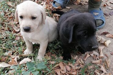 itler kangal: Labrador-retriver, 2 ay, Erkek