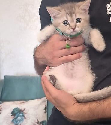 шиншилла котенок купить: Шиншилла, Самец — 1
