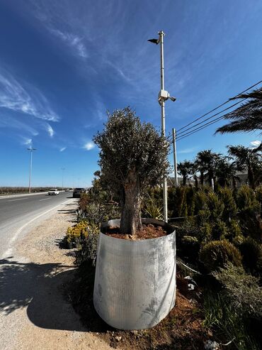 Ağaclar: Finkler satilir — 8