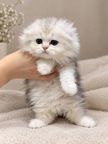 продажа кота: Шотландский котёнок (длинношёрстный), окрас серебристый с белым — 1